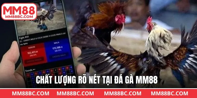 Các trận đá gà MM88 online có chất lượng rõ nét